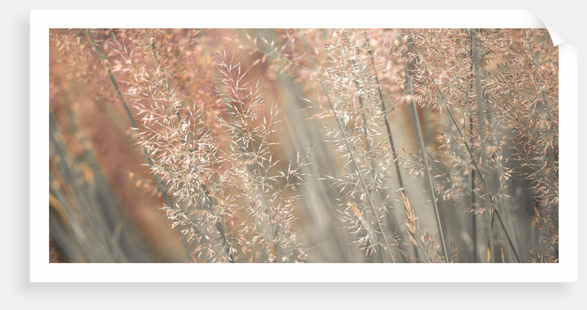 Fountain grass by Assaf Frank